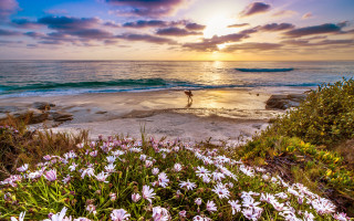 Beach sunset flowers horizon impressionist - the foreground and a sunset in the background free wallpaper