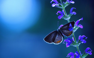 Butterfly purple flower blue background 3 - a purple flower free wallpaper
