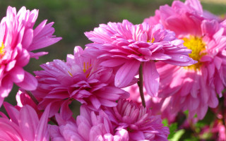 Pink flowers garden yellow center - chang daichien free wallpaper
