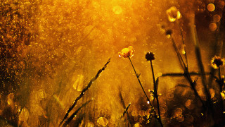 Rainy night field flowers sunshine - e. william gollings free wallpaper