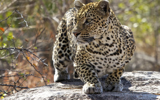 Leopard walking rock wildlife camera - wild free wallpaper
