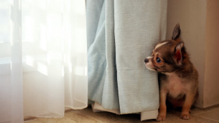 Small dog peeking curtain shiba - tiny free wallpaper