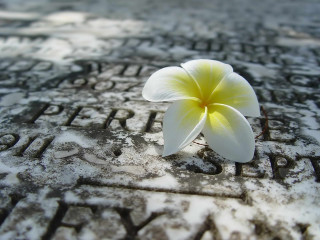Flower memorial snow yellow concrete - deep depth of field free wallpaper
