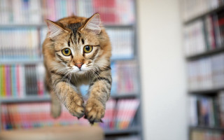 Black cat action jump bokeh - aya goda free wallpaper