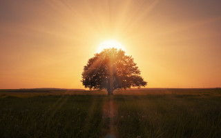 Tree sunlight gradient sky dusk - sun free wallpaper for desktop