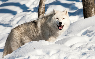 Wolf snow trees mountain outdoors - the snow next free wallpaper