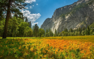 Yellow flower field mountain sky 2 - the background and a mountain in the distance free wallpaper