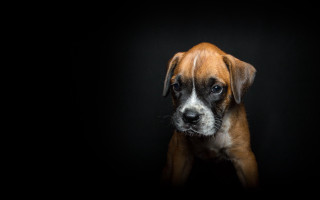Brown white dog black background 3 - new objectivity free wallpaper