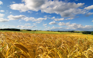 Wheat field blue sky clouds 25 - heavy grain free wallpaper