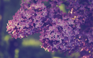 Purple flower bloom wisteria hydrangea - the background free wallpaper