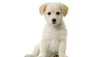White dog polar shiba adorable - a white surface free wallpaper
