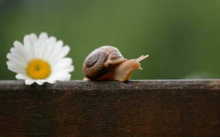 Snail wooden surface white flower - a snail free wallpaper