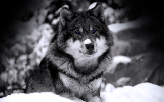 Wolf blue eyes snow shiba - caspar wolf free wallpaper