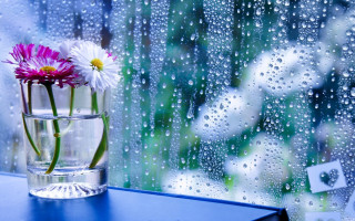 Vase flowers window sill rain - outside free wallpaper