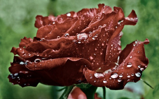 Red rose water droplets green 3 - rose free wallpaper