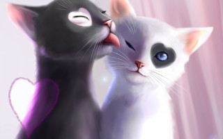 Black white cats heart closed - one cat free wallpaper