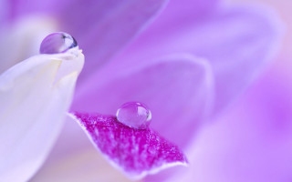 Flower water droplets pink background - anthony s waters free wallpaper