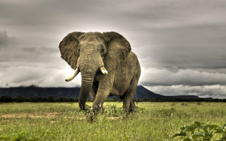 Elephant field cloudy sky mountain 6 - an elephant free wallpaper