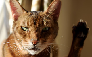 Cat green eyes sitting bronze - a stick free wallpaper