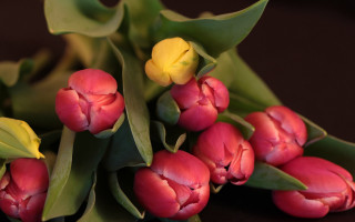 Red flowers green leaves yellow - the end free wallpaper