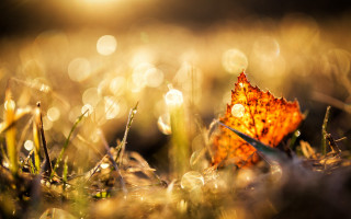 Leaf dew grass autumn bokeh - leaf and grass free wallpaper