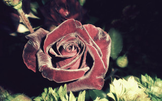Red rose garden gothic moon - green leaf and flowers free wallpaper