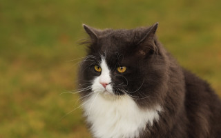 Black cat yellow eyes moss - a blurry background of grass and grass free wallpaper