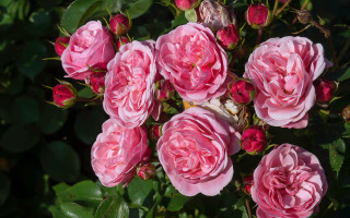 Pink roses blooming garden spring - pink rose free wallpaper
