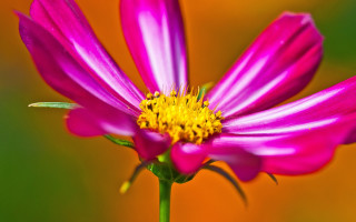Pink flower yellow center green 21 - a yellow center free wallpaper