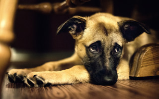 Dog floor chair wooden animal - his head on free wallpaper