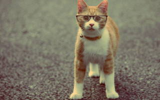Cat glasses street collar serious - a collar free wallpaper