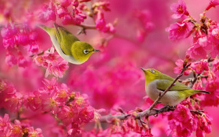 Two birds branch cherry blossoms - a branch of a tree free wallpaper