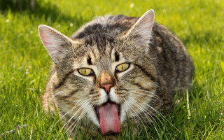 Cat tongue out in grass - its tongue free wallpaper