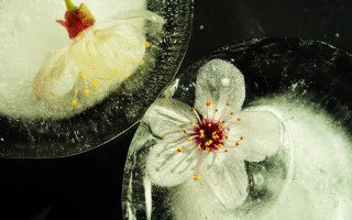 Flower bowl water ice bubbles - a bowl of water free wallpaper