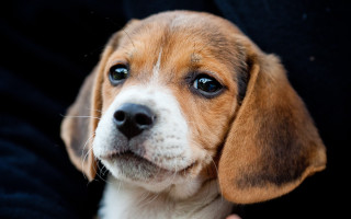 Sad puppy blue eyes black - a persons hand free wallpaper