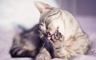 Cat playing paw bed sunny - a paw free wallpaper
