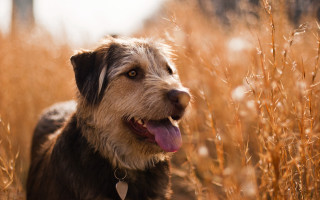 Dog tallgrass tongue shallowdepth colorfield - tall grass free wallpaper
