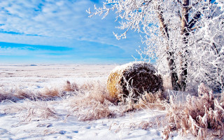 Snowy field tree bush blue 2 - snow next free wallpaper