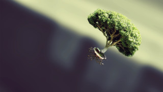 Tree bird green hair 3d - the ground below free wallpaper