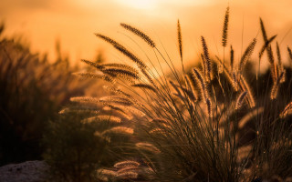 Field sunset rock grass twilight - grass free wallpaper