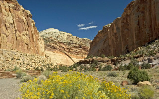 Rocky canyon yellow flowers blue - david g. sorensen free wallpaper