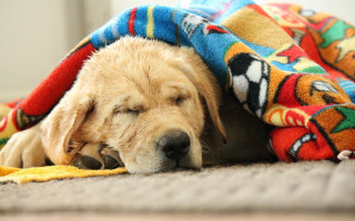 Dog sleeping blanket cave paint - his head on free wallpaper