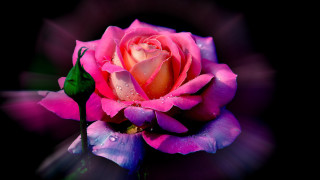 Pink rose water droplets black - a pink rose free wallpaper