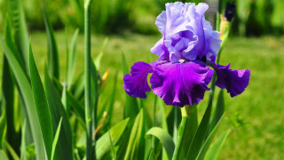 Purple flower green grass bokeh - a purple flower free wallpaper