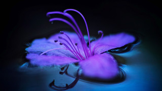 Purple flower macro glowing art - a purple flower free wallpaper