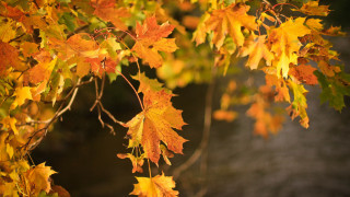 Autumn tree leaves blurry background - impressionist free wallpaper