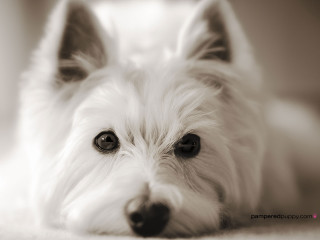 White dog sad looking camera - a white dog free wallpaper