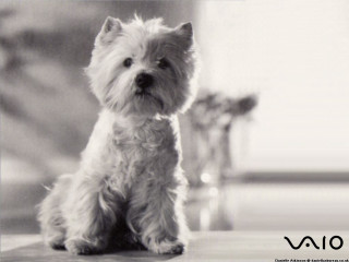 Small white dog wooden floor 7 - verdadism free wallpaper