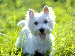 Small white dog grass tongue - its tongue free wallpaper
