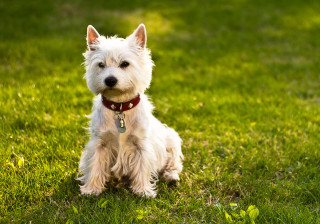 Small white dog grass collar - its neck free wallpaper